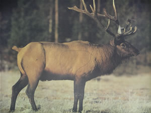 Elk Animal Target Face image