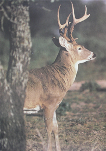 Whitetail from behind tree Animal Target Face image