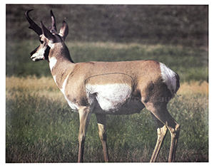 Antelope Animal Target Face image