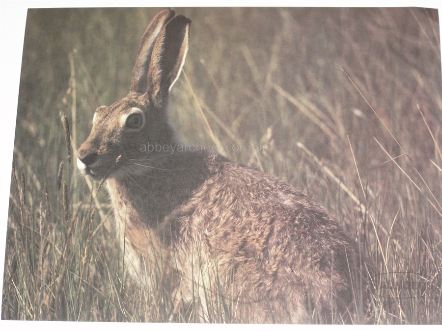 Rabbit and Woodchuck Animal Target Face large image. Click to return to Rabbit and Woodchuck Animal Target Face price and description