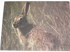 Rabbit and Woodchuck Animal Target Face image