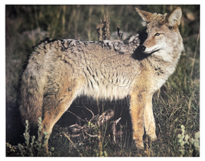 Coyote Animal Target Face image