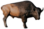 Delta McKenzie Pro 3D Bison - click for more information
