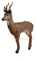 Delta McKenzie Backyard 3D Intruder Deer - click for more information