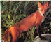 Red Fox Animal Target Face - click for more information