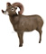 Delta McKenzie Pro 3D Bighorn Sheep - click for more information