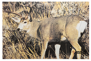 Mule Deer Animal Target Face image