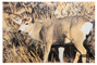 Mule Deer Animal Target Face - click for more information