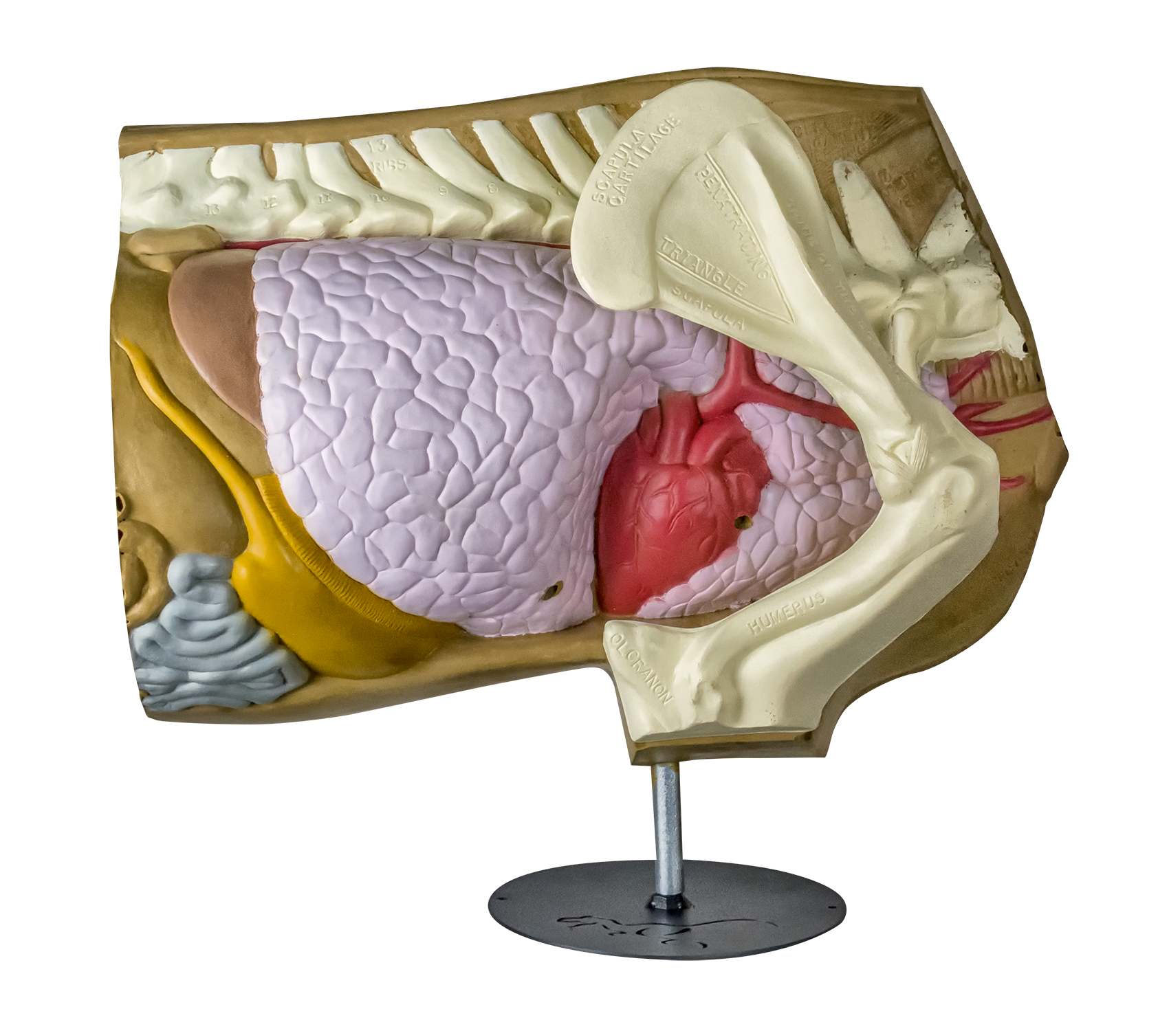 Rinehart Table Top Anatomy Deer large image. Click to return to Rinehart Table Top Anatomy Deer price and description