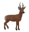 Rinehart Roe Deer - click for more information