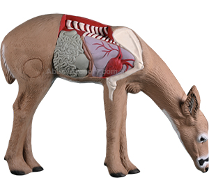 Rinehart Anatomy Deer image