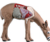 Rinehart Anatomy Deer - click for more information