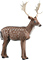 Rinehart Fallow Deer - click for more information