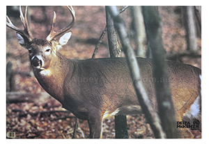 Whitetail Deer Animal Target Face image